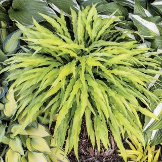 Curly Fries Hosta Thumbnail